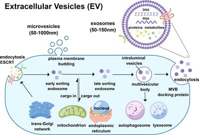 A systematic review and Meta-analysis of urinary extracellular vesicles proteome in diabetic nephropathy